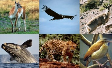 Adiós a los próceres: la fauna, protagonista de los nuevos billetes