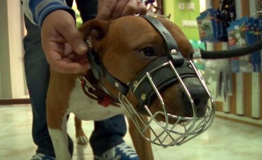 Un centenar de perros de razas consideradas peligrosas ingresaron al registro municipal
