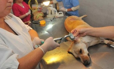  La demanda de turnos para castraciones colm&oacute; el cupo hasta el mes de febrero  