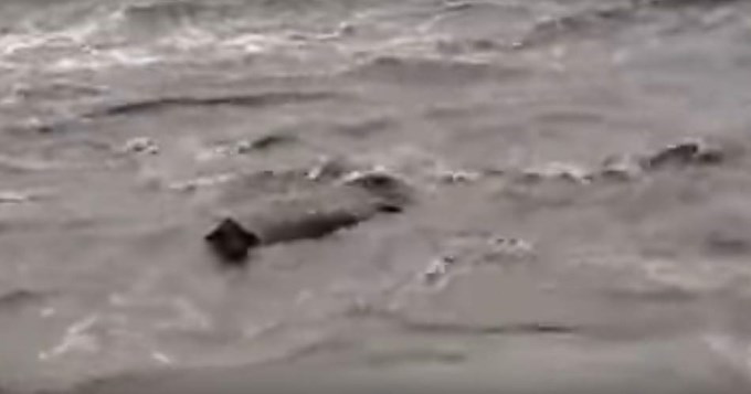 En Entre R&iacute;os, el agua arrastra hasta las vacas