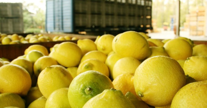 Trump suspendi&oacute; la importaci&oacute;n de limones argentinos