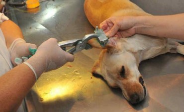 El municipio reanuda las castraciones a bajo costo de perros y gatos