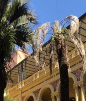 Pol&eacute;mica por palmera de 200 "lucas" de la Casa Rosada