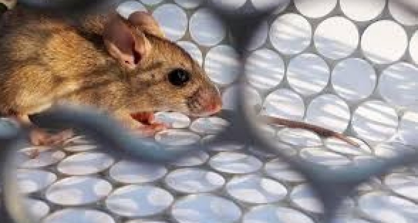 El municipio dio a conocer medidas de prevenci&oacute;n contra el Hantavirus