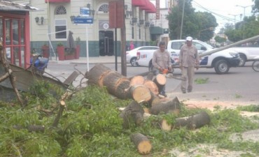 La comuna atendi&oacute; de manera inmediata la ca&iacute;da de &aacute;rboles en la ciudad