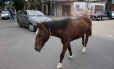 Bromatolog&iacute;a municipal realiz&oacute; diferentes inspecciones  