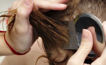Brindan consejos para prevenir y combatir la pediculosis en los ni&ntilde;os   