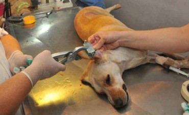 Crece la demanda de turnos para castraciones en Sanidad Animal