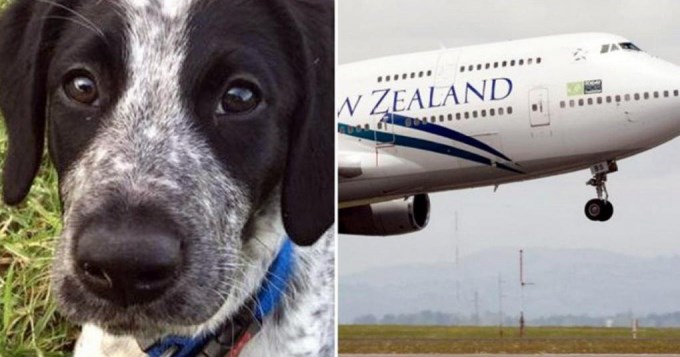 Perro se escap&oacute; hacia pista de aterrizaje y lo mataron a tiros