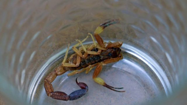 Bebe de dos a&ntilde;os lucha por su vida tras ser picado por un alacr&aacute;n mientras dorm&iacute;a