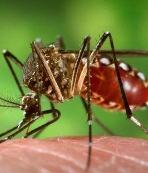 Concientizaci&oacute;n, palabra clave en la lucha contra el dengue