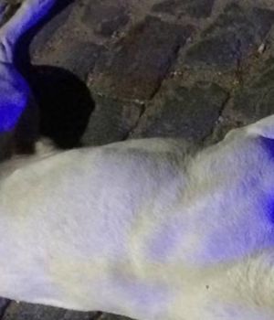 Polic&iacute;a mat&oacute; de un tiro a perro porque "quiso morderlo"
