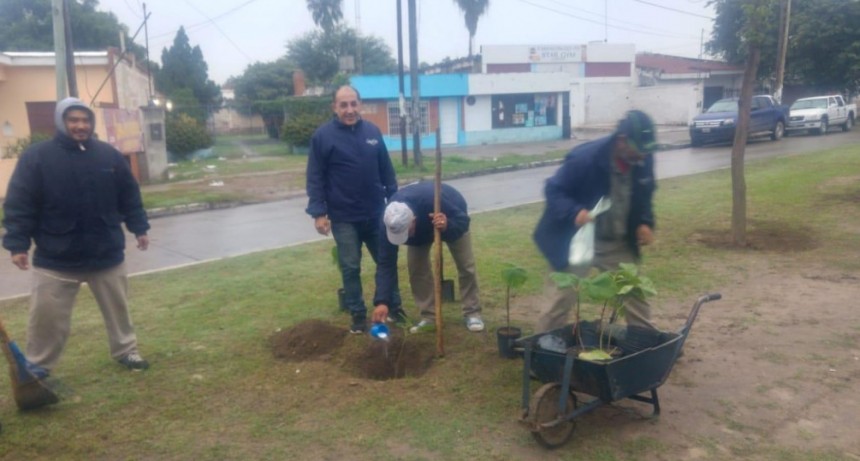  Para reducir la contaminaci&oacute;n la comuna planta especies originarias de China sobre avenida Besares