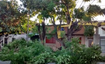 Se realizan tareas de poda de raleo de &aacute;rboles sobre calle Garay