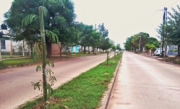 Parques y Paseos contin&uacute;a reforzando el Plan de Arbolado Urbano