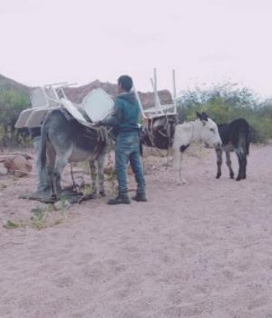 Emocionante historia: burros "se rompen el lomo" para que chicos puedan estudiar