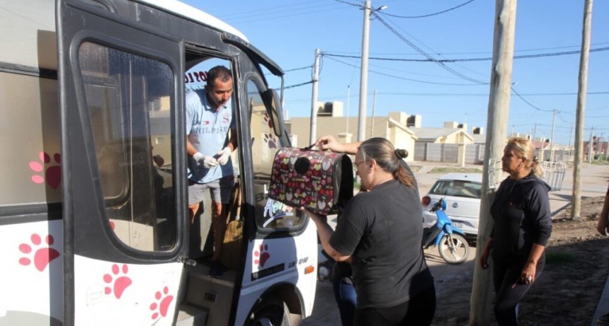 SE DESARROLL&Oacute;  NUEVO OPERATIVO DE CASTRACI&Oacute;N GRATUITA EN EL BARRIO MAMA ANTULA