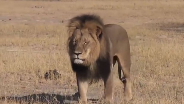 Mató al león más amado de África y ahora es el más odiado de Facebook
