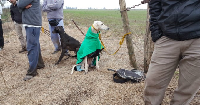 "Hecha la ley...": detienen a galguero en nueva modalidad de carrera