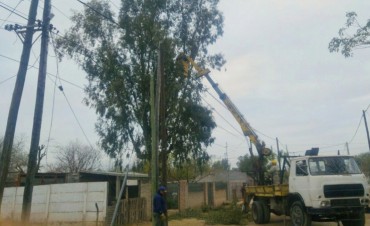 Personal municipal realiz&oacute; la poda de un eucaliptus que era una amenaza   