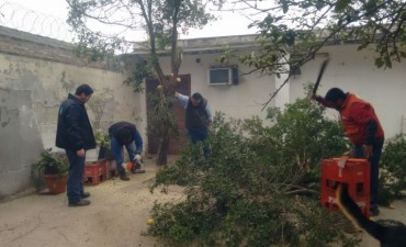 La comuna y Senasa trabajan en conjunto para erradicar plantas con HLB