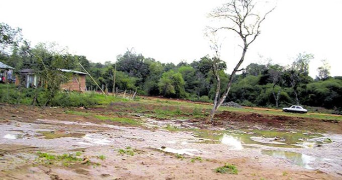 Robaron, empalaron y torturaron a potrillo hasta la muerte