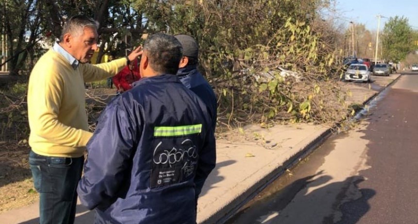 Nediani acompañó los trabajos que se realizan de Arbolado Urbano en la ciudad