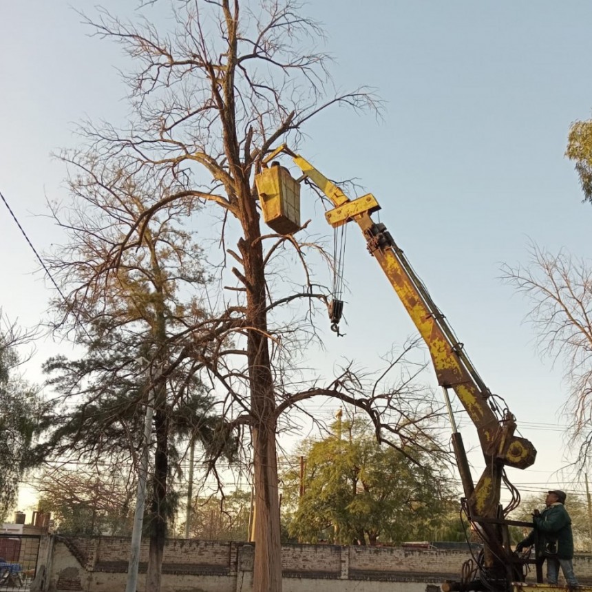 Parques y Paseos inició la semana con trabajos de poda y desmalezamiento en La Banda 