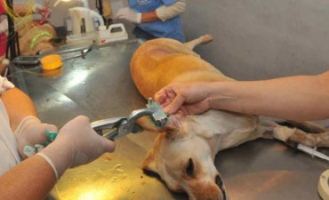 Sanidad Animal entrega turnos para castraciones de perros y gatos a bajo costo