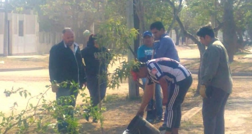 Parques y Paseos sigue adelante con la reforestaci&oacute;n de la ciudad