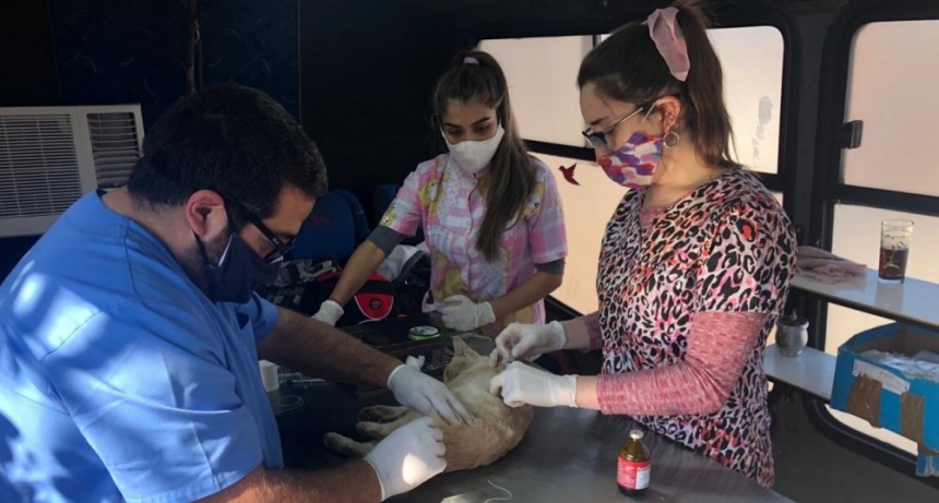 Sanidad Animal entregar&aacute; turnos para las castraciones a bajo costo