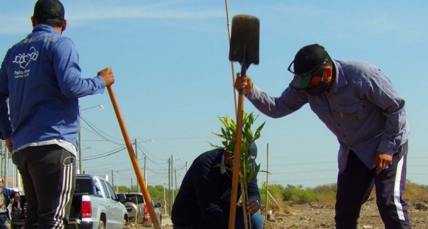  La comuna plant&oacute; m&aacute;s de 15 mil especies arb&oacute;reas en toda la ciudad