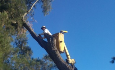 La municipalidad retira &aacute;rboles a&ntilde;osos para prevenir accidentes durante las tormentas