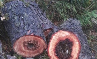  La poda y retiro de &aacute;rboles a&ntilde;osos avanza en toda la ciudad