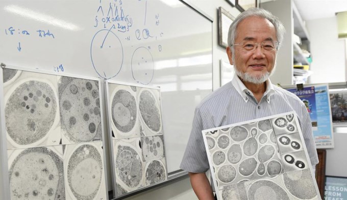 Nobel de medicina para un japon&eacute;s