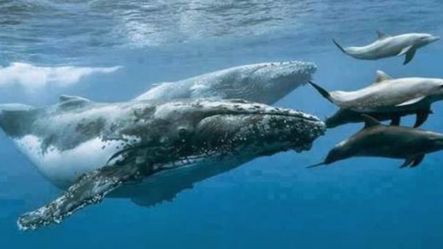 Ballenas y delfines tienen costumbres similares a las de los seres humanos