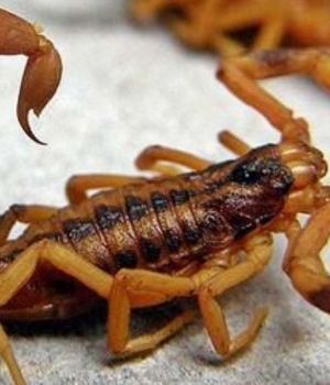 Catamarque&ntilde;a muri&oacute; picada por un alacr&aacute;n