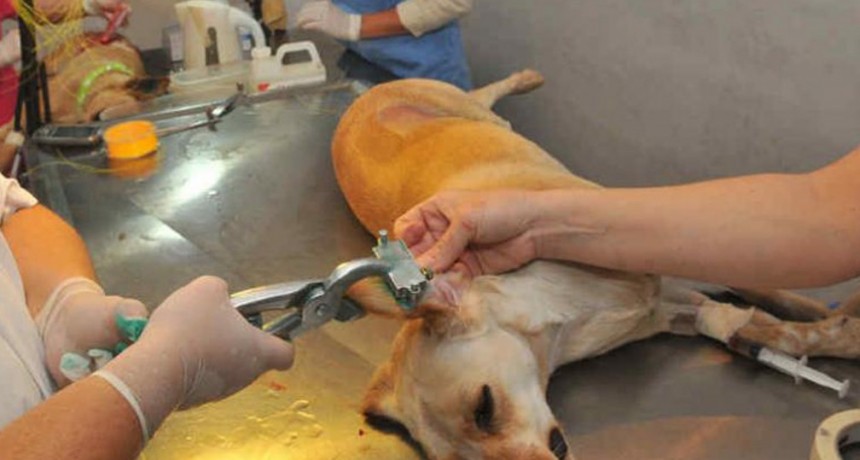  El municipio intensifica su trabajo para controlar la poblaci&oacute;n de perros y gatos en las calles