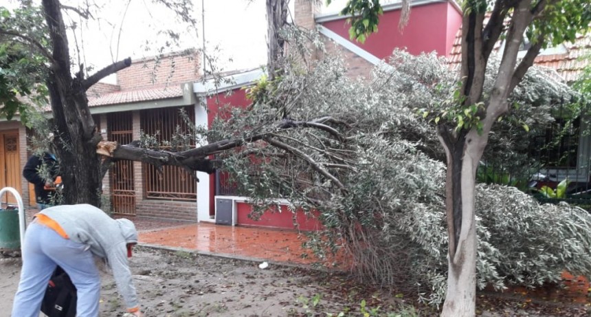 Intenso trabajo en la ciudad para retirar ramas y restos de poda