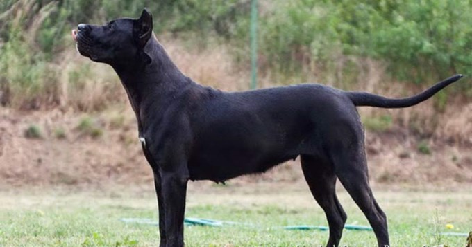 Dogo furibundo atac&oacute; a nenita y le destroz&oacute; la cara