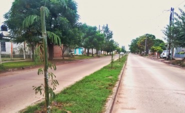 El municipio distribuir&aacute; m&aacute;s de 3 mil ejemplares para reforestar la forestaci&oacute;n de la ciudad