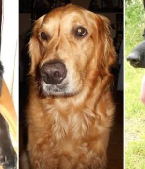 Roban camioneta con 3 perros adentro y los dejan morir