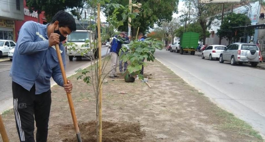  La Municipalidad trabaja para alcanzar la meta de 20 mil &aacute;rboles plantados en la ciudad