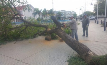 La comuna retir&oacute; &aacute;rboles derribados por la tormenta de esta madrugada