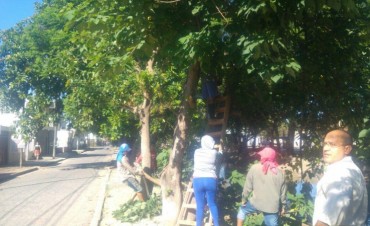 La comuna trabaj&oacute; en el levantamiento de ramas y poda de &aacute;rboles