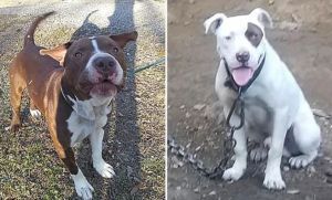 Dos pitbull "desayunaron" a una mujer en Navidad