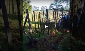 Tuvo sexo con la vaca del vecino, lo filmaron y acab&oacute; denunciado