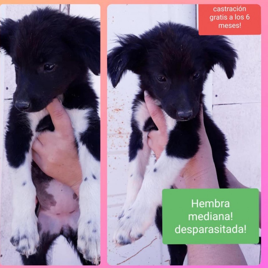 Sanidad Animal ofrece cachorros en adopci&oacute;n y piden conciencia para su cuidado